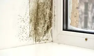 Pleśń na ścianie przy oknie, świadcząca o nadmiernej wilgotności powietrza.