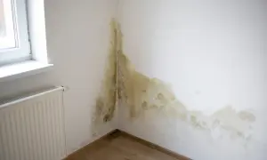 Pleśń na ścianie przy oknie i grzejniku. Dowiedz się, jak osuszyć ściany domowym sposobem, by zapobiec jej rozprzestrzenianiu.