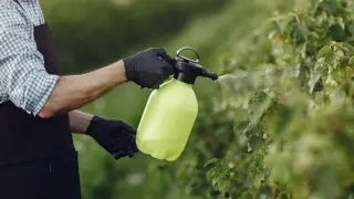 Ogrodnik w czarnej rękawiczce spryskuje rośliny z zielonego opryskiwacza. Może to być sposób na to, jak zneutralizować amoniak w glebie.
